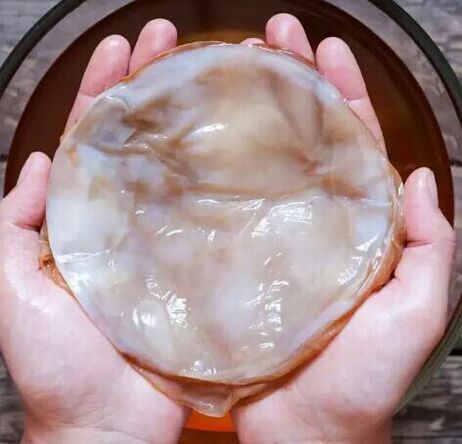 nechtová huba kombucha